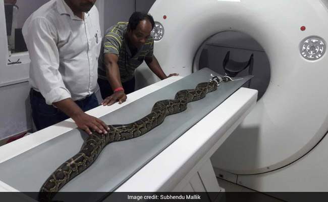 snake ct scan india