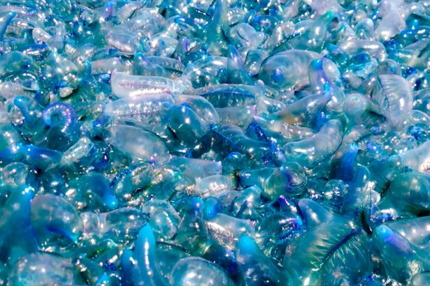 Blanket of Jellyfish Washed Ashore