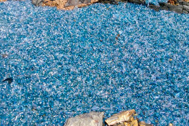 Blanket of Jellyfish Washed Ashore