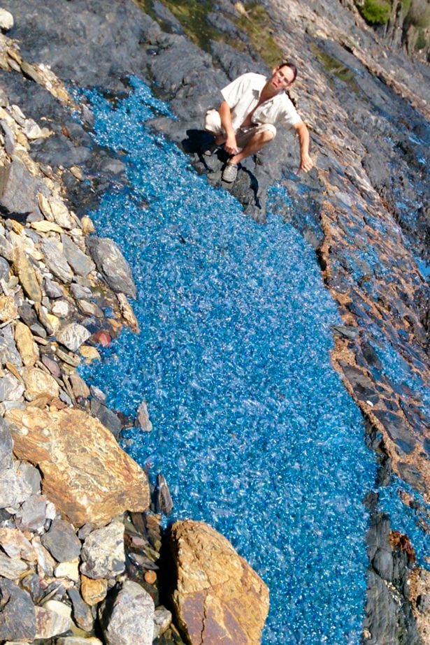 Blanket of Jellyfish Washed Ashore