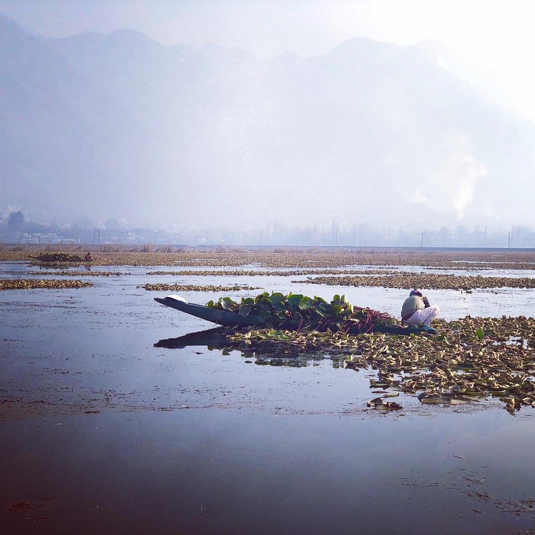 5 year old cleaning up kashmir dal lake