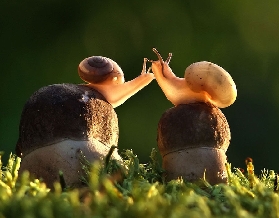 this is how animals express love