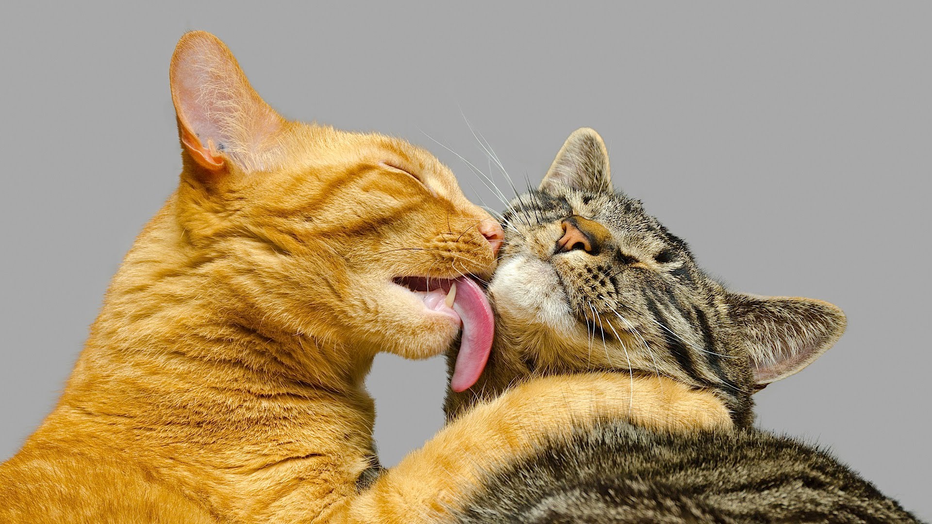 this is how animals express love