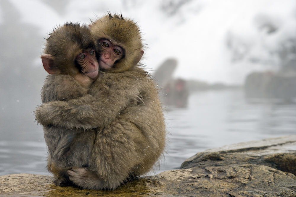 this is how animals express love