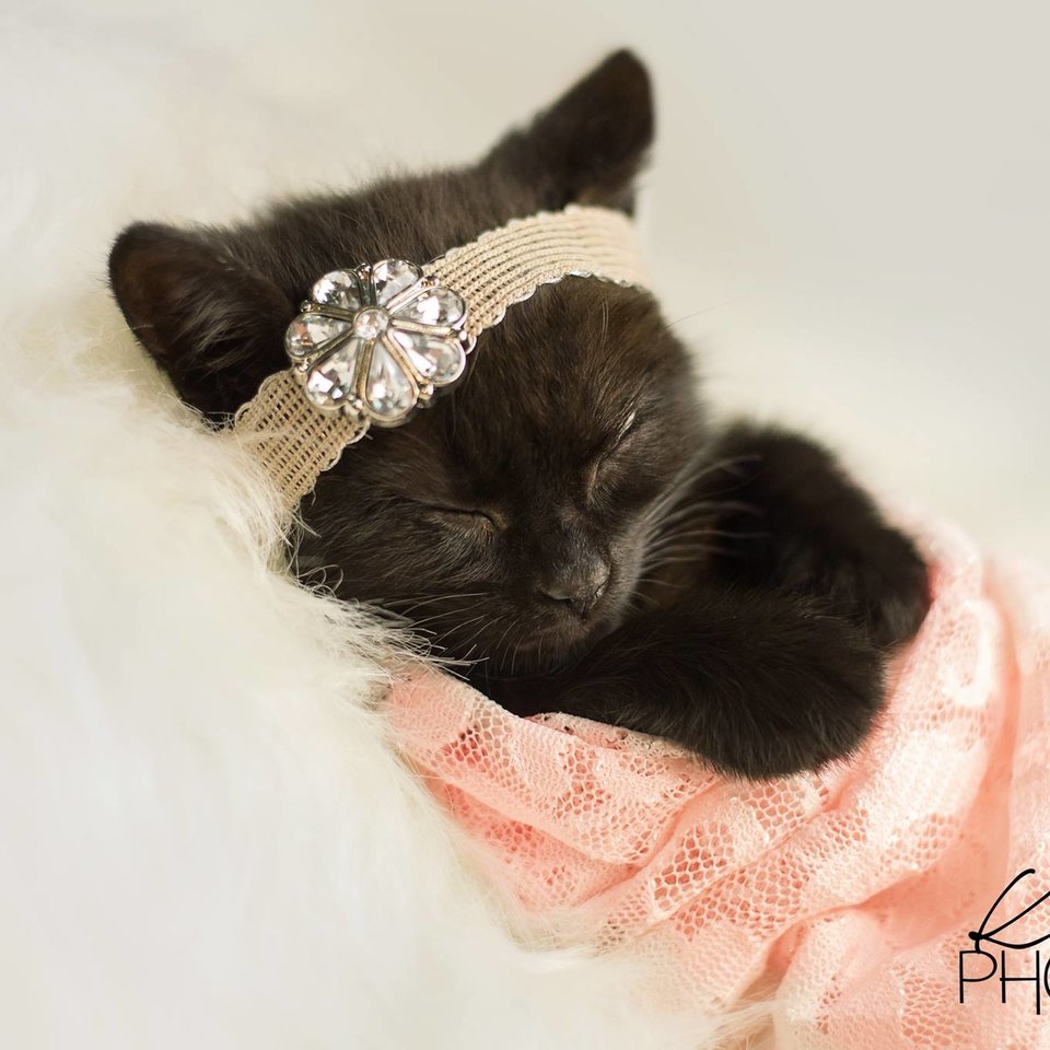 Luna Kitten viral photoshoot