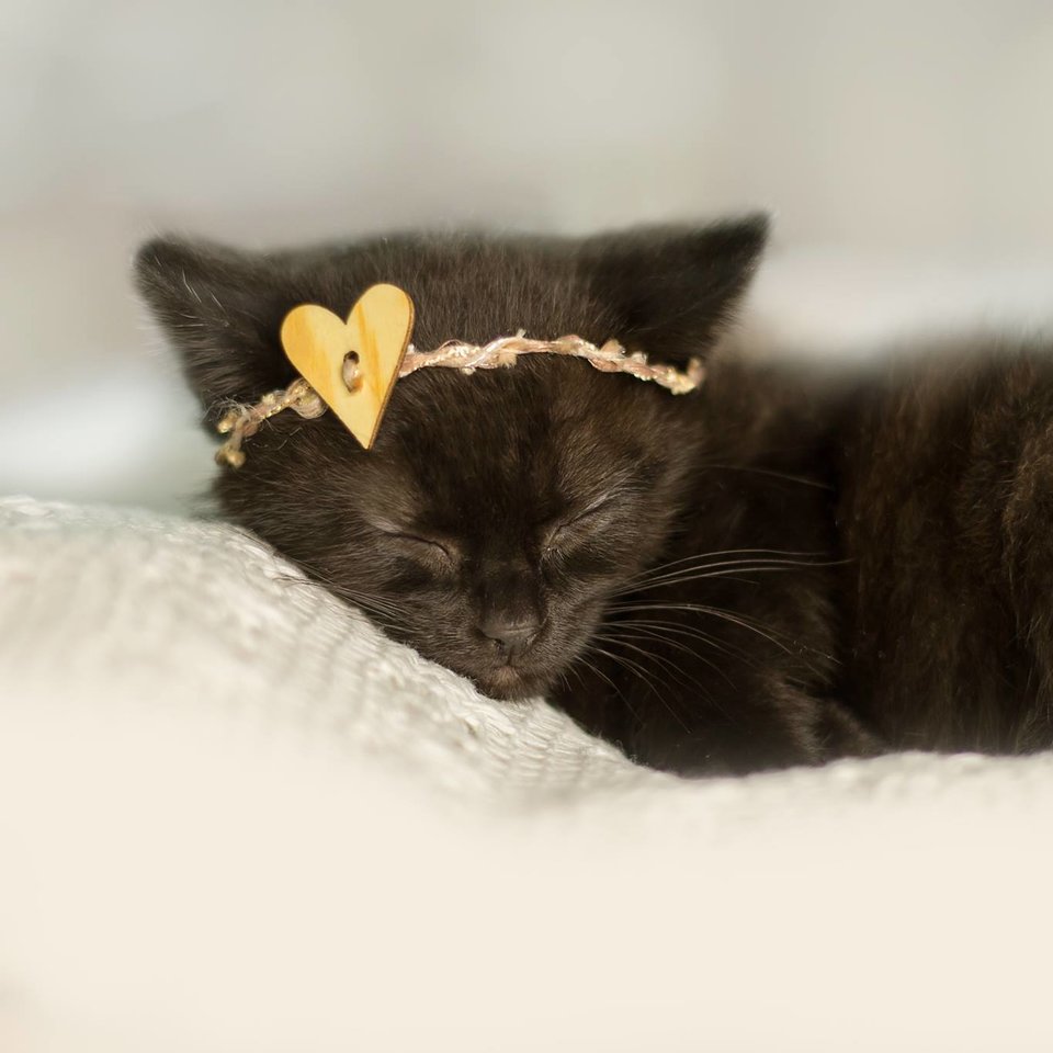 Luna Kitten viral photoshoot