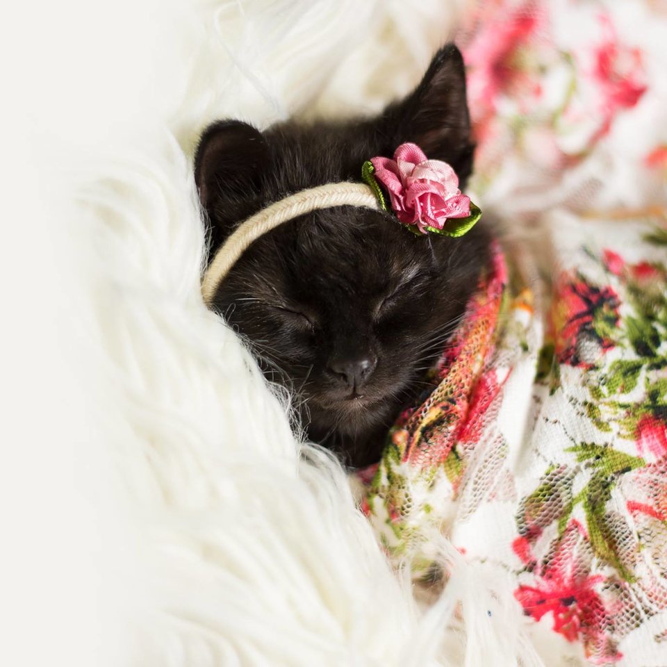 Luna Kitten viral photoshoot