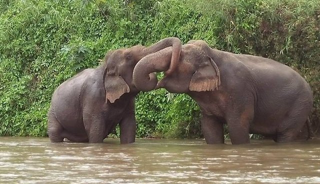 this is how animals express love