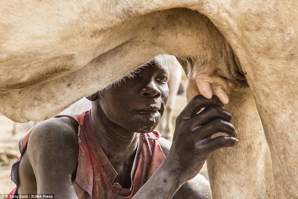 the tribe that bath in cow urine 