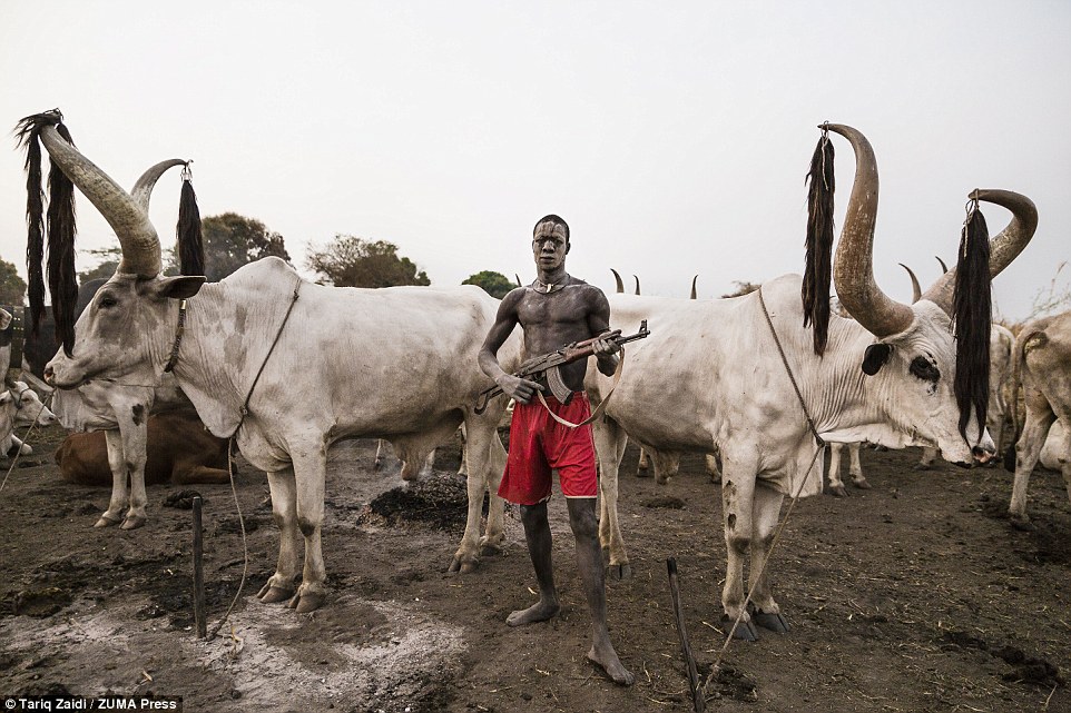 the tribe that bath in cow urine 