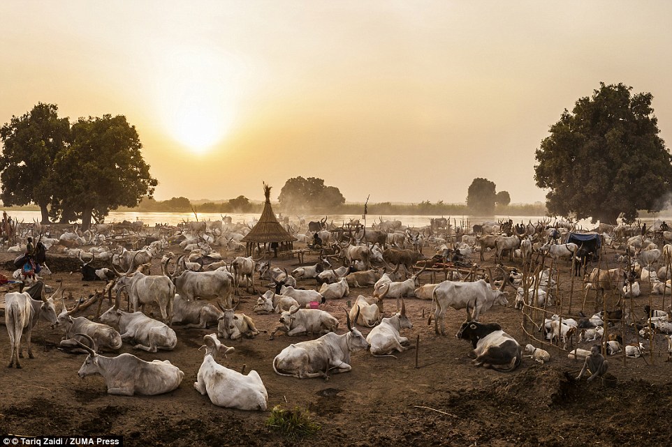 the tribe that bath in cow urine 