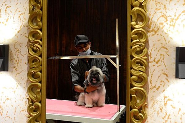 India's First Five Star Hotel For Dogs
