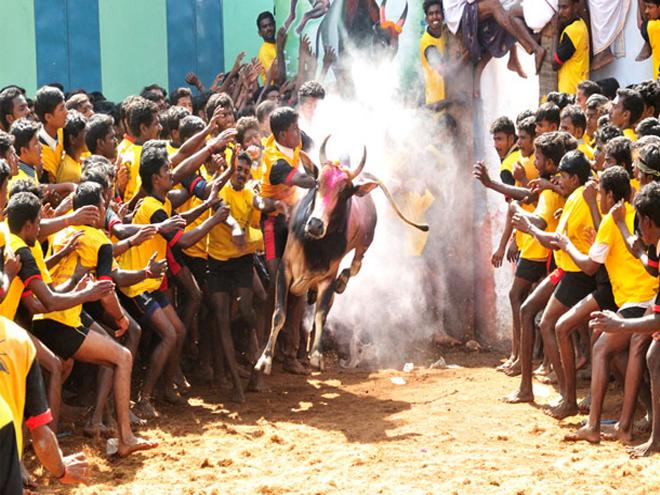jallikattu jallikkattu bill passed