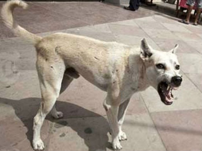 sc says dont kill stray dogs stray dog attack, 10 injured
