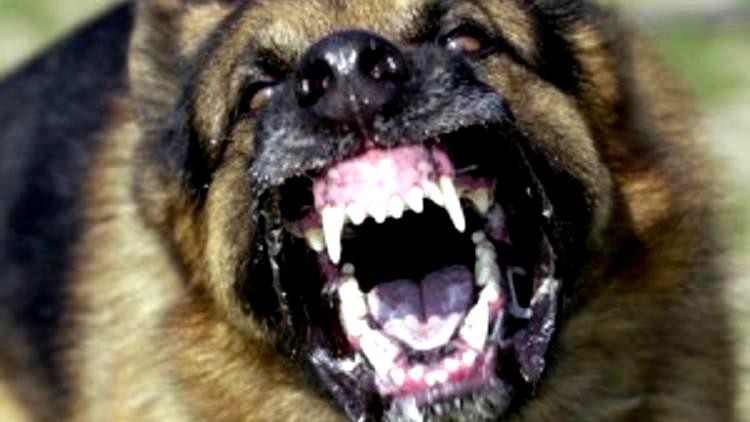 stray dog attacked child 11 hospitalized at pathanapuram due to stray dog attack women died in stray dog attack