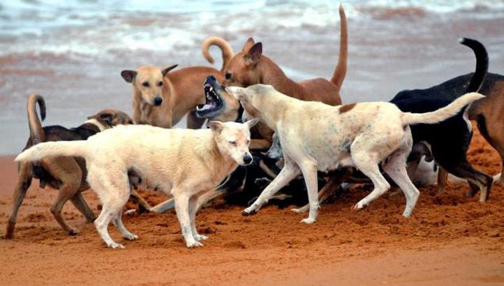 stray dogs