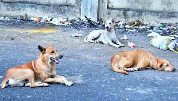 kudumbasree workers gets 2100 rupees per stray dog