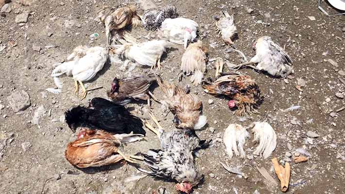straydogs killed hen