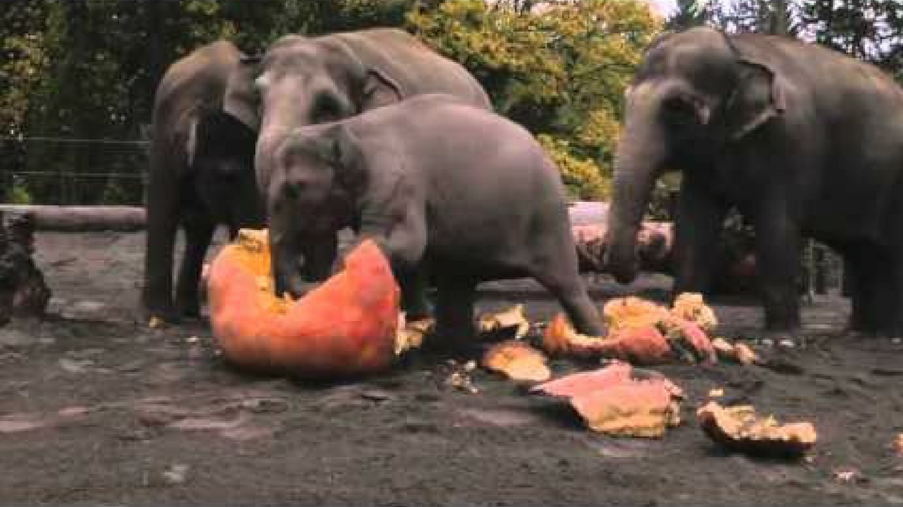 elephants