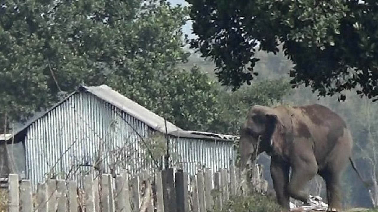 elephant-attacking