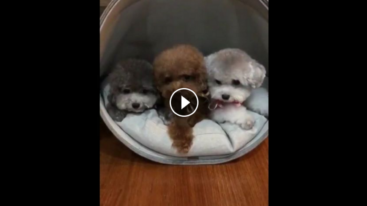 dog bathing