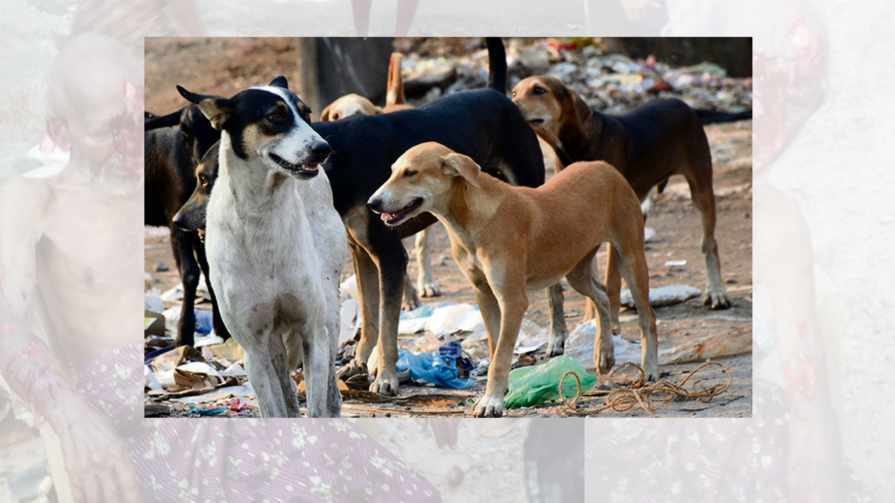 stray dogs killed stray dog attack, 10 injured