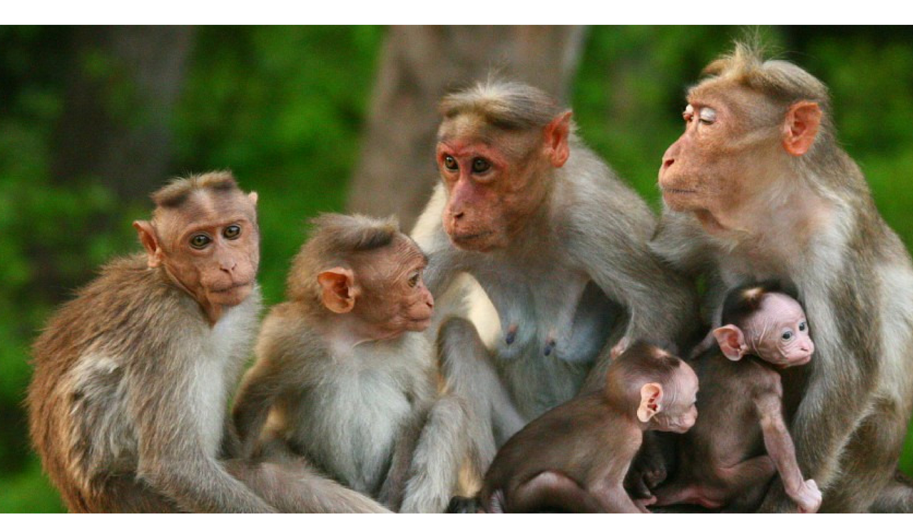monkey