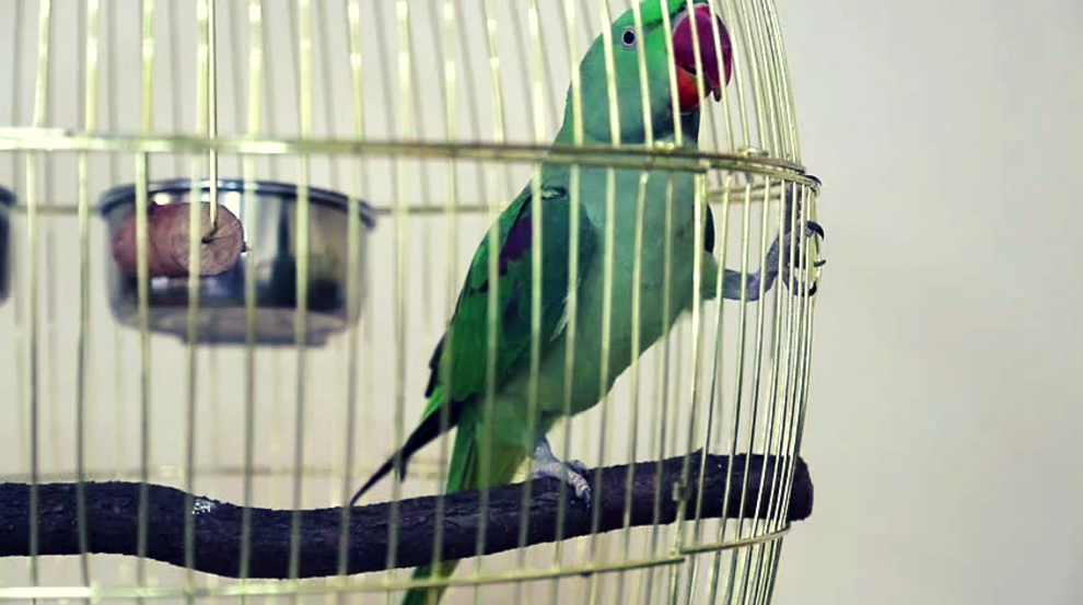parrot-cage