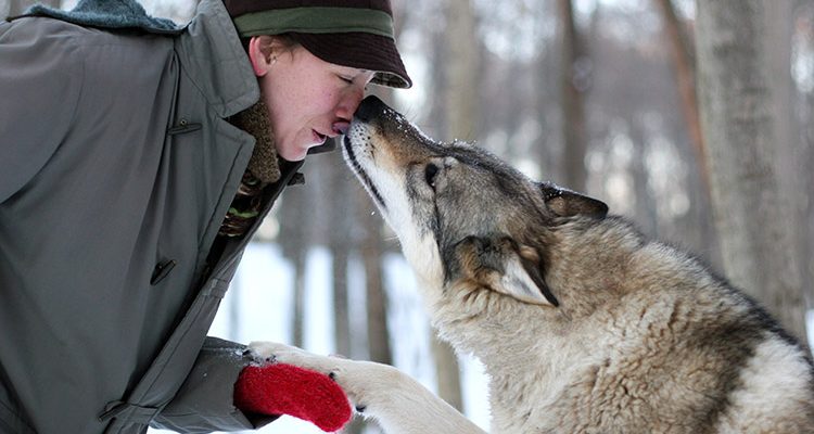 wolves park nigeria
