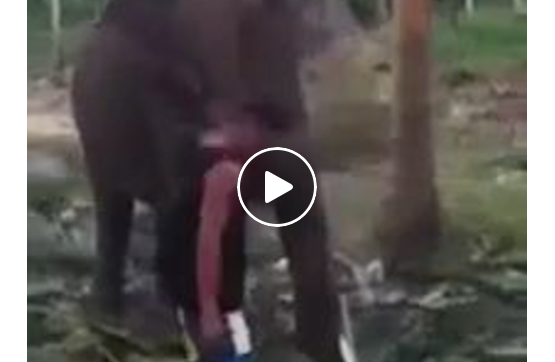 elephant