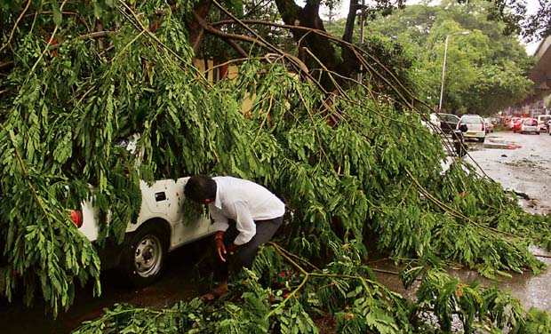 tree-uproot-car