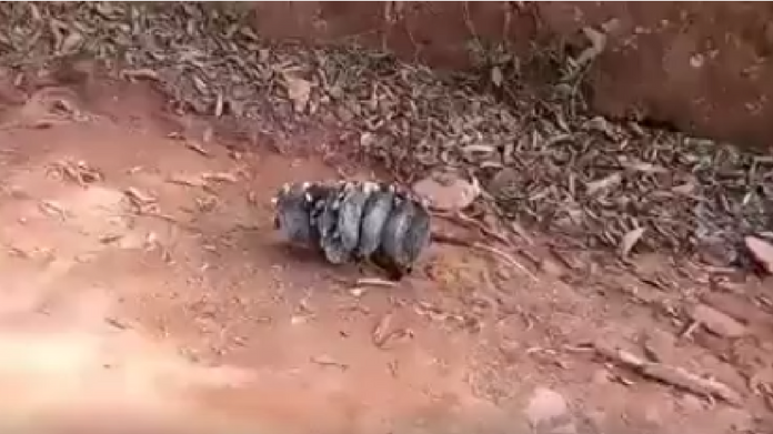 mother rat carrying pinkie rats goes viral