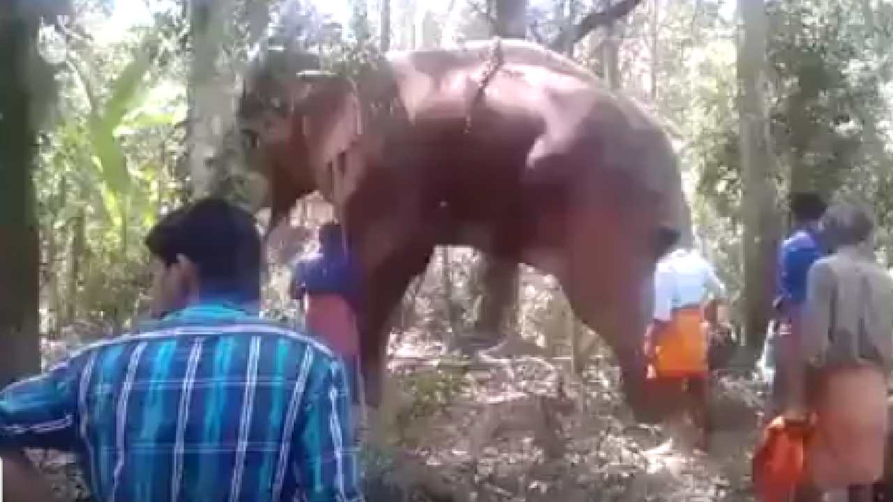 elephant