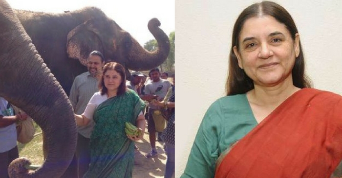 elephant care in temple
