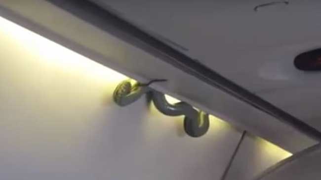 snake on plane