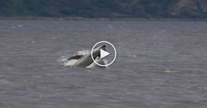 dolphin at vypin
