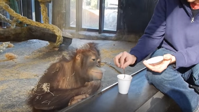 epic response of monkey watching magic