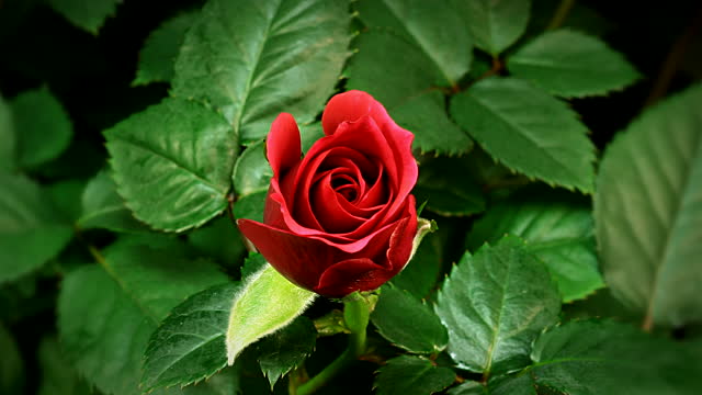 flower blooming