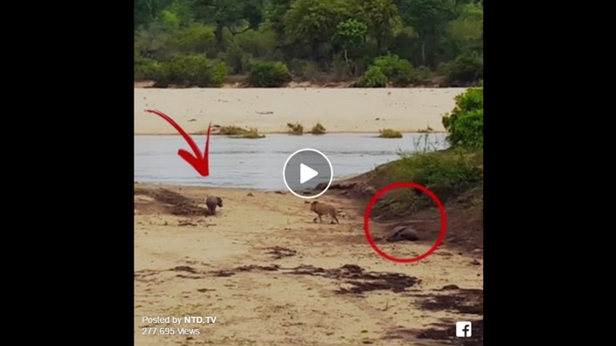 hippo saving mother hippo from lion