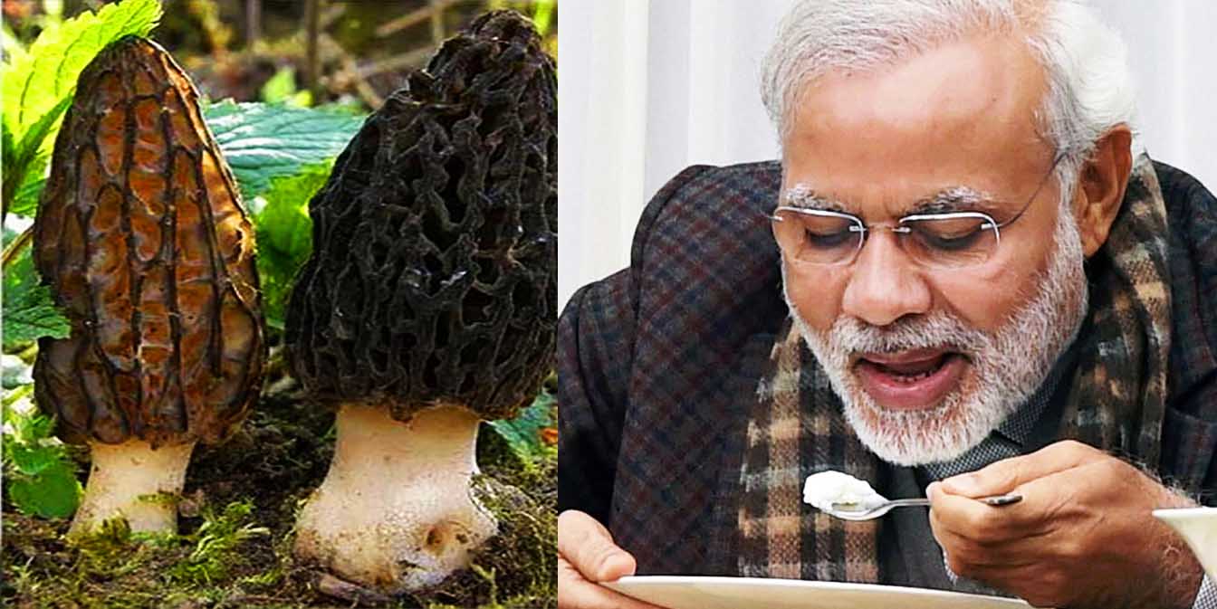 PM Modi Keeps Himself Healthy by Eating These Mushrooms Which Cost Rs 30,000