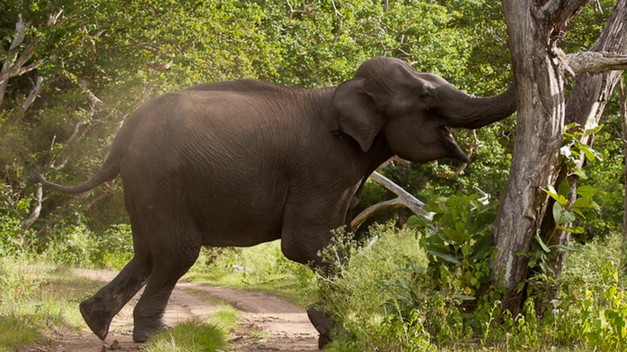 wild elephant