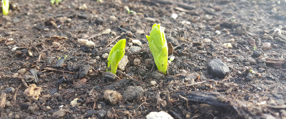 world soil day