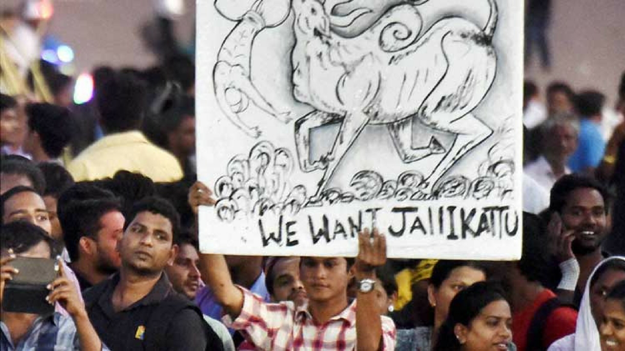 Jallikattu