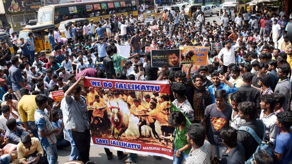 jallikettu