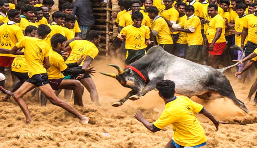 jallikattu