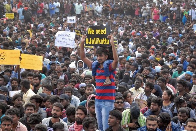 jallikattu