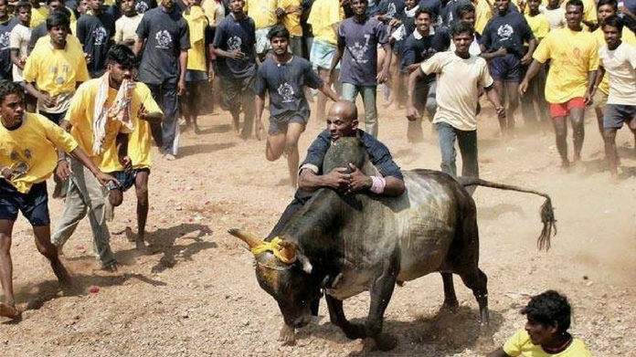jallikattu ordinance