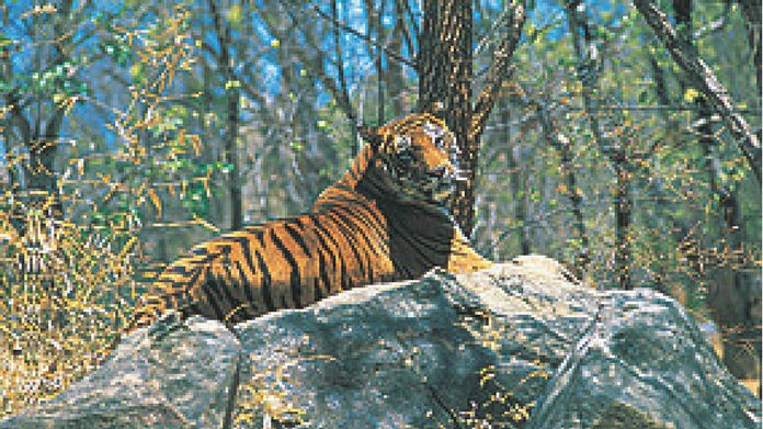 tiger at kozhikode