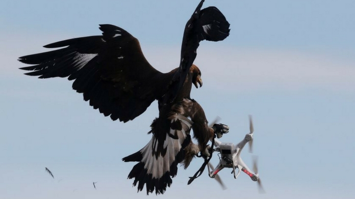 France recruits eagles to seize drone