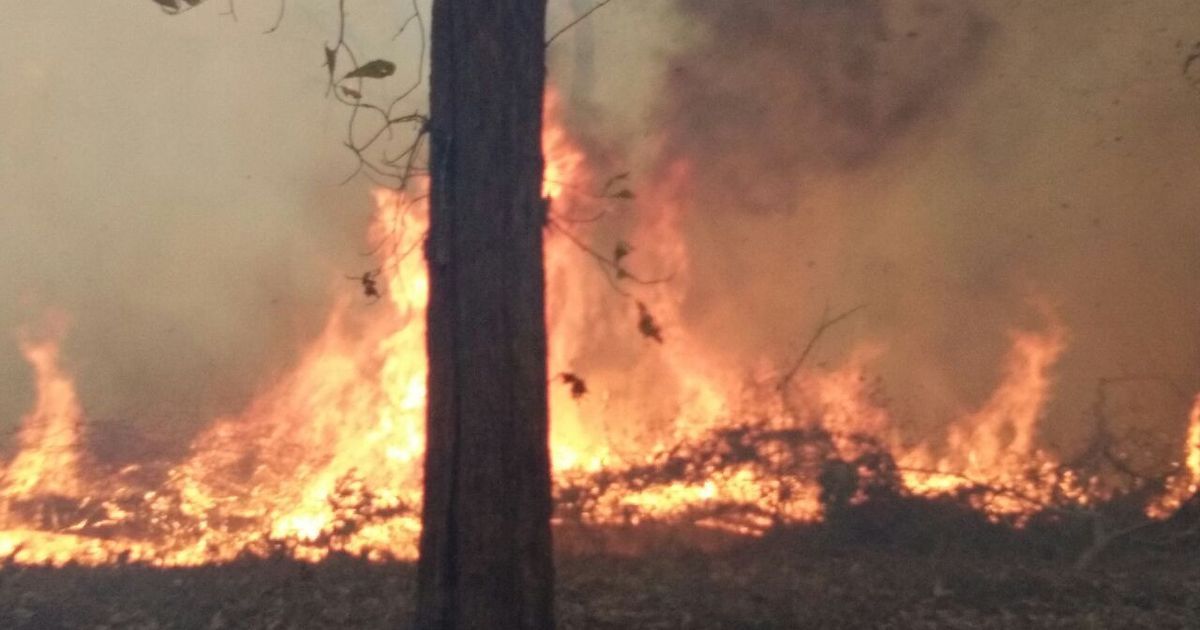 bandipur fire